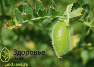 Син.: чечевица пищевая, чечевица культурная. Чечевица обыкновенная или чечевица пищевая, чечевица культурная - однолетнее травянистое растение семейства Бобовых. Используется в кулинарии для приготовления супов, пюре, каш и салатов, в народной медицине - для лечения диабета, язвенных болезней, колитов и расстройств нервной системы.
Чечевица обыкновенная
