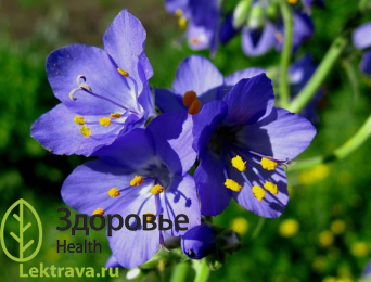 Син.: синюха лазурная, синюха лазоревая.<br> <br>
Высокое многолетнее травянистое растение с толстым, коротким корневищем и многочисленными густыми корнями. Растение обладает широким спектром лечебных действий: седативным, отхаркивающим, успокаивающим, антисклеротическим, гипотензивным, ранозаживляющим и др. Культивируют как ценное лекарственное и медоносное растение, а также в декоративных целях. Синюха голубая