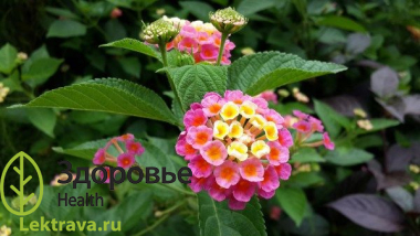 Лантана – род двудольных цветковых растений. Растение имеет интересную особенность, ее цветки, по мере развития, изменяют окраску. Только что распустившиеся цветки имеют более светлую окраску, со временем они приобретают более темный оттенок. Данная культура особенно популярна в садоводстве.
Лантана
