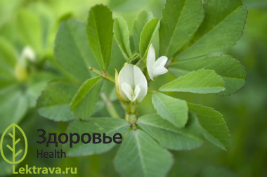 Син.: пажитник греческий, шамбала, фенугрек, фенугрик, хельба, хильбэ, чаман, абиш и др. Однолетнее травянистое растение семейства бобовых, все части которого имеют сильный характерный запах, благодаря присутствию кумарина. Пажитник используется в кулинарии, народной медицине, лечении травами и косметологии.
Пажитник сенной