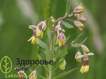 Син.: недотрога.<br> <br>
Бальзамин лесной - это лекарственное растение, способствующее лечению мочеполовой системы. Используется уже многие тысячелетия в народной медицине, но важно соблюдать точные дозировки, так как бальзамин лесной признан ядовитым растением. Бальзамин лесной