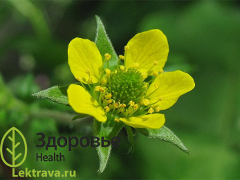 Син.: гравилат аптечный, гвоздичник, гвоздичный корень, змеиный корень, гвоздянка огородняя, гвоздичка, поникница, бубенчики, чертовы головки, гребенник, чистец, подлесник, бенедиктова трава, черенцел, вывишник, живущая трава, подлесник, собачки, собачник, любимник, чистец трава, заговорная трава, могущник. <br> <br>
Многолетнее травянистое растение с трехраздельными листьями, поникшими, на длинных цветоножках желтыми цветками и толстым корневищем, имеющим «гвоздичный» запах. Гравилат городской широко применяется в народной медицине в качестве противовоспалительного, антисептического, вяжущего, отхаркивающего, желчегонного средства. Гравилат городской