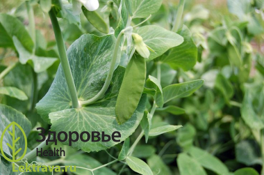 Горох посевной – вьющееся однолетнее травянистое растение, известен только в культуре. Растение относится к числу ценных продовольственных и кормовых культур, издавна возделываемых в странах с умеренным климатом. Обладает полезными диетическими свойствами, используется в лечебном питании. Горох посевной