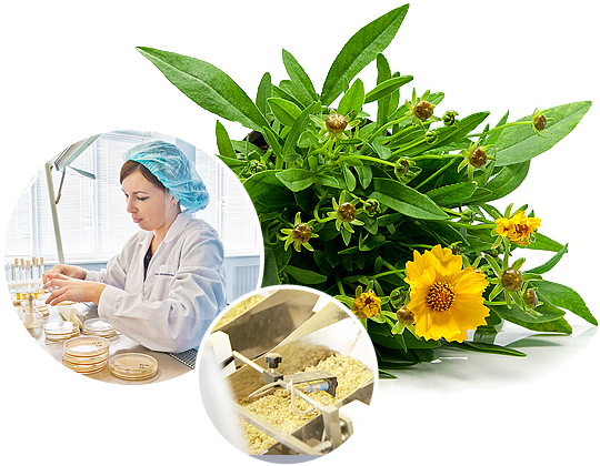 Лекарственная продукция
из натуральных растений