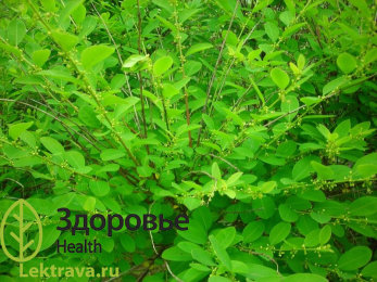 Секуринега полукустарниковая