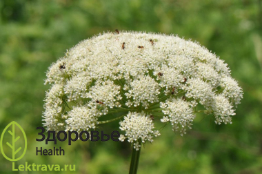 Жабрица порезниковая