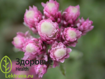 Кошачья лапка двудомная