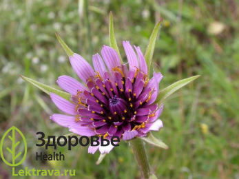 Козлобородник