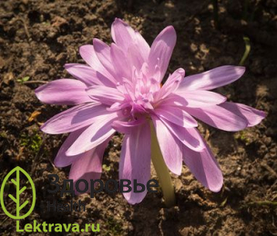 Безвременник великолепный