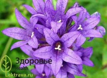 Колокольчик скученный