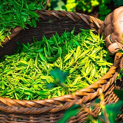 Зеленый чай может быть эффективен в борьбе с раком