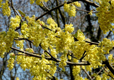 Корилопсис