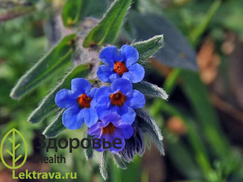 Алканна красильная
