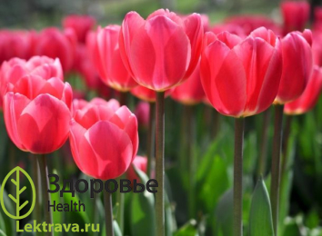 Тюльпан