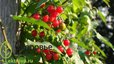 Паслен сладко-горький
