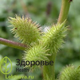 Дурнишник обыкновенный