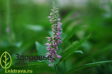 Эльсгольция реснитчатая