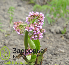 Бадан толстолистный