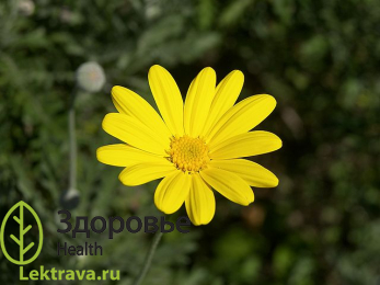 Арника горная 