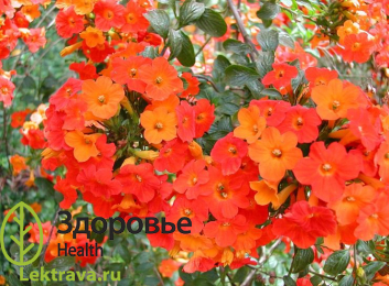 Стрептосолен
