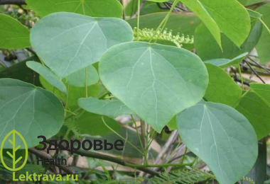 Стефания четырехтычинковая