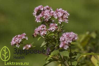 Майоран садовый