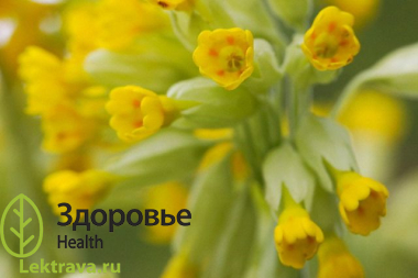 Первоцвет лекарственный 