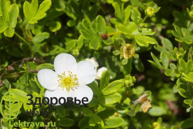 Син.:<b> </b>пятипал, пятиперстень, пятипальник.<br> <br> Многолетнее травянистое растение с изящными пальчатосложными листьями и белыми цветками на коротких стеблях. Уникально по содержанию макро- и микроэлементов. Обладает эффективным лечебным и профилактическим действием при многих заболеваниях.
Лапчатка белая