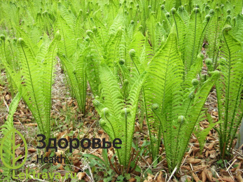 Страусник германский
