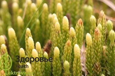 Дифазиаструм альпийский