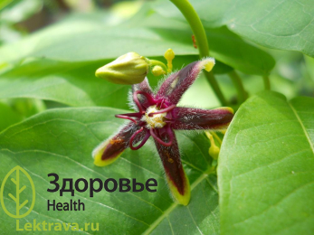 Обвойник греческий