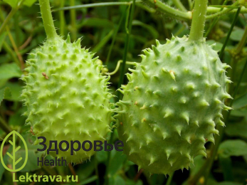 Ангурия