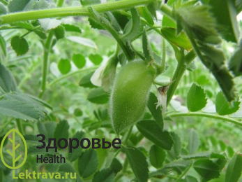 Нут бараний