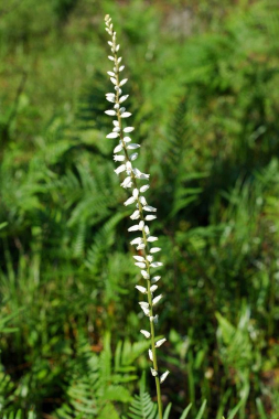 Алетрис мучнистый