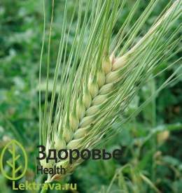 Ячмень обыкновенный