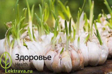 Многолетнее травянистое растение. Обладает антисептическим, противомикробным, противовоспалительным, антигельминтным действием.
Чеснок посевной
