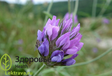 Псоралея костянковая