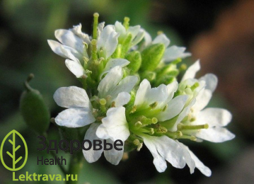 Икотник серый