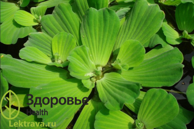 Пистия