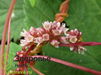 Однолетнее бесхлорофилльное (паразитическое) растение без листьев и корней, с вьющимся стеблем. Обладает лечебными свойствами, в частности возбуждающим, мочегонным, вяжущим, отхаркивающим и др.
Повилика европейская
