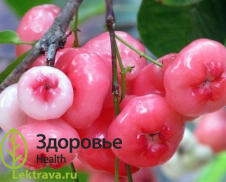 Сизигиум