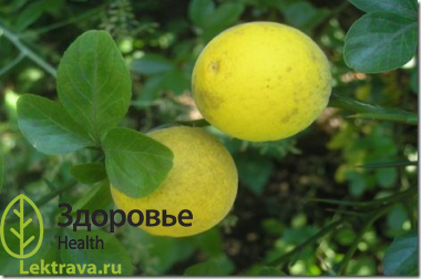 Понцирус трехлисточковый
