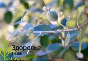 Фейхоа