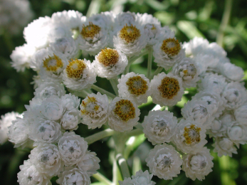 Многолетнее травянистое растение семейства сложноцветных (Asteraceae), свежий сок которого применяется в народной медицине для возбуждения мужской половой функции при импотенции. <br> Анафалис жемчужный