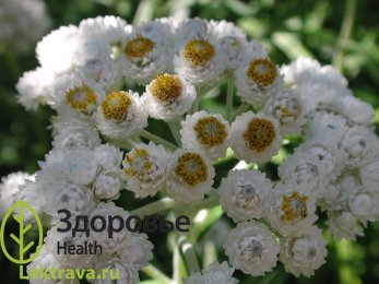 Многолетнее травянистое растение семейства сложноцветных (Asteraceae), свежий сок которого применяется в народной медицине для возбуждения мужской половой функции при импотенции. <br> Анафалис жемчужный