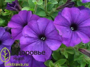 Петуния