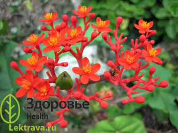 Ятрофа – род семейства молочайные, включающий в себя суккуленты, кустарники и деревья. Получил известность после того, как стал считаться едва ли не лучшим сырьем для производства биодизеля. Некоторые виды в странах с жарким климатом используются в качестве живых изгородей, другие выращиваются как комнатные растения.
Ятрофа