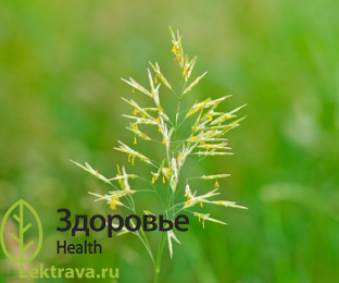 Многолетнее травянистое злаковое растение, доминант луговых растительных сообществ. В целом овсяницы играют немаловажную роль в сложении растительного покрова, часто являясь доминантами, выступают и как эдификаторы многих растительных группировок. Ценное кормовое растение, проявляет лечебные свойства. Овсяница алтайская