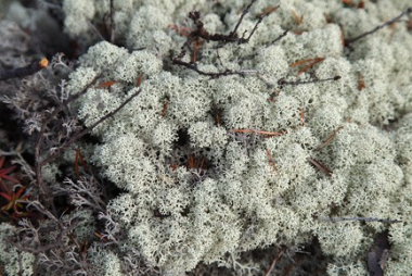 Син.: ягель. <br />
Представитель группы лишайников рода Кладония (лат. Cladonia): Cladonia rangiferina, Cladonia alpestris, Cladonia sylvatica и др. Олений мох (ягель) - кустарниковый лишайник, состоящий из небольшого слоевища и сильно разветвленных в виде кустика веточек. Олений мох очень популярен в народной медицине, он обладает выраженными антисептическими, антимикробными, антигельминтными, антиоксидантными и гепатопротекторными свойствами. Ягель входит в состав некоторых противотуберкулезных лекарственных препаратов, биологически активных добавок к пище и косметических средств. Олений мох