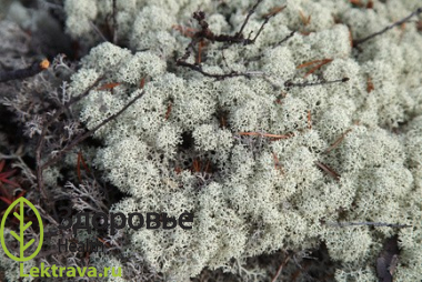 Син.: ягель. <br />
Представитель группы лишайников рода Кладония (лат. Cladonia): Cladonia rangiferina, Cladonia alpestris, Cladonia sylvatica и др. Олений мох (ягель) - кустарниковый лишайник, состоящий из небольшого слоевища и сильно разветвленных в виде кустика веточек. Олений мох очень популярен в народной медицине, он обладает выраженными антисептическими, антимикробными, антигельминтными, антиоксидантными и гепатопротекторными свойствами. Ягель входит в состав некоторых противотуберкулезных лекарственных препаратов, биологически активных добавок к пище и косметических средств. Олений мох